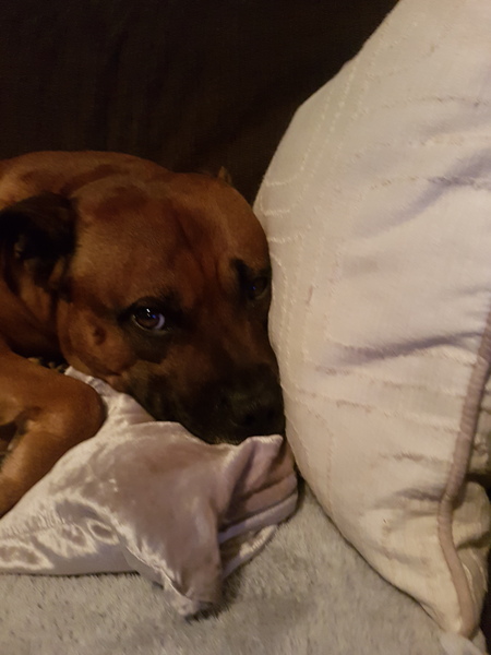 Why do people continue to get get certain breed of dogs?