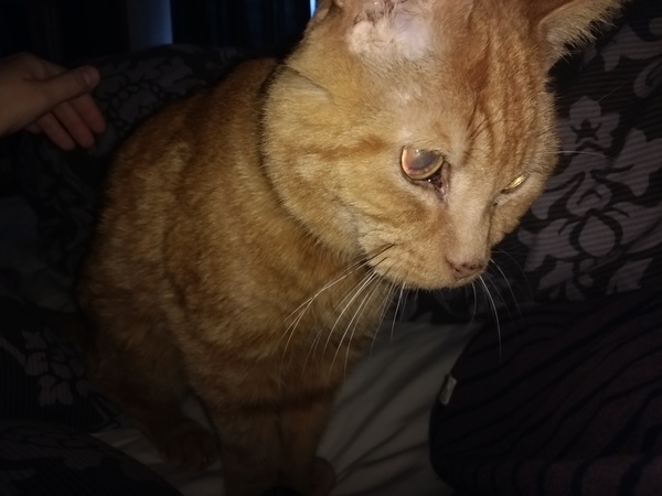 Support Topic for those with elderly or ill cats?