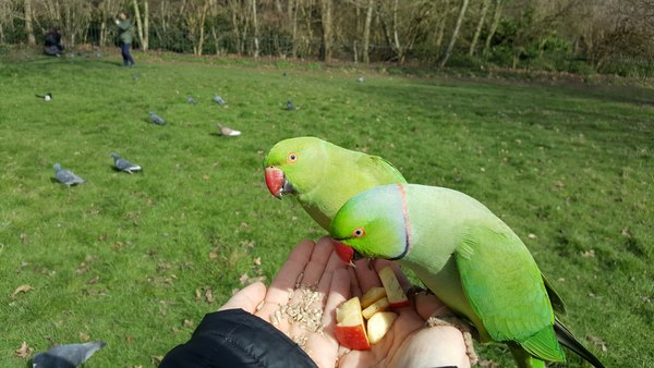 ...to have fallen in love with parakeets
