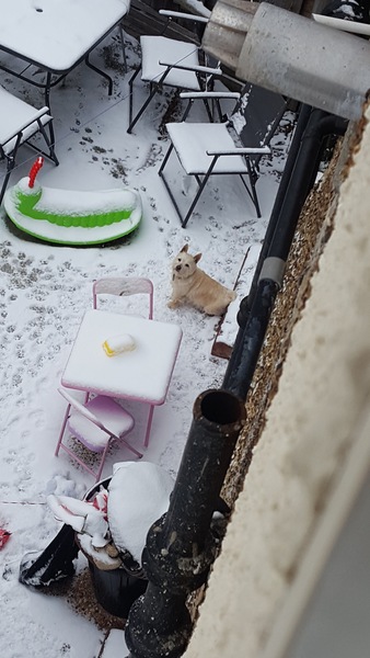 Abandoned dog...advice please :(