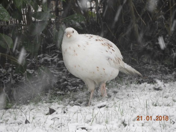 Which birds visit your garden?
