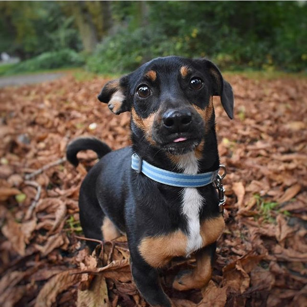 General dog chat