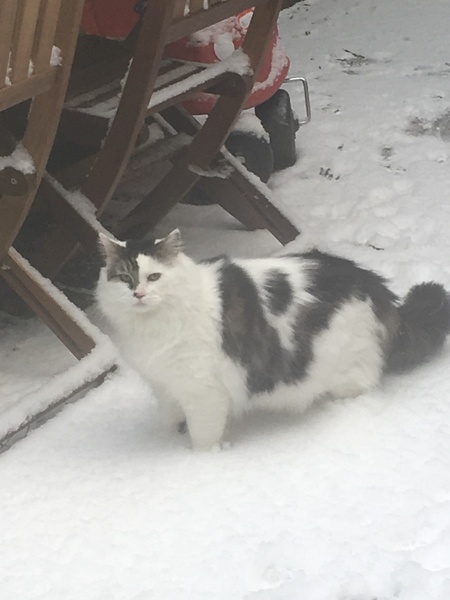 Does your cat like the snow?