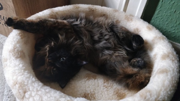 What's your DCat up to today? Episode 6, Return of the... Cats?
