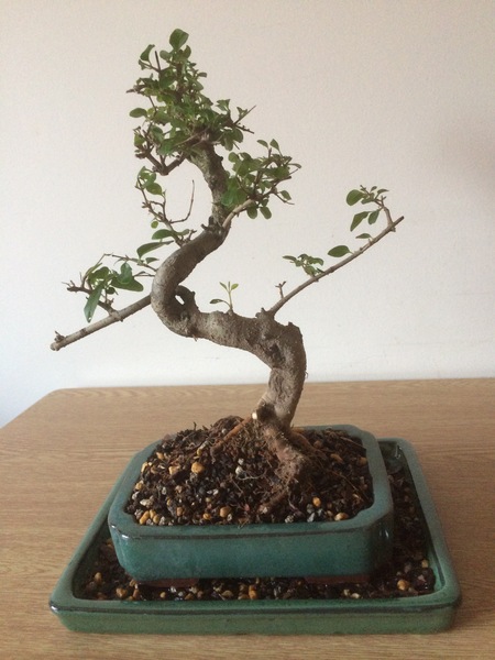 Wiring a Bonsai to a pot