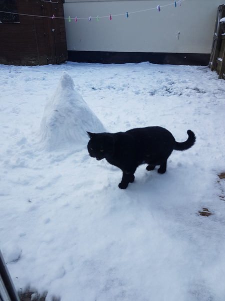 To not let my stupid cats freeze to death (lighthearted)