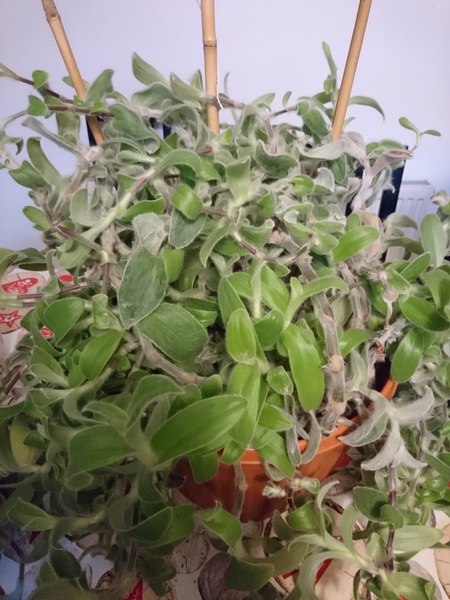 Another name this plant!