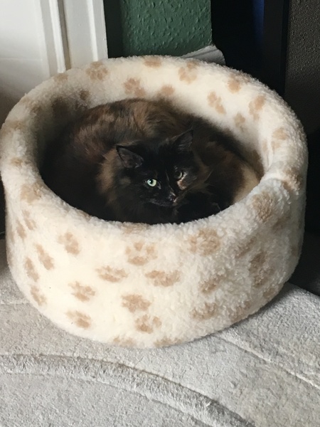 Wow she’s actuallu using a bed made for cats!