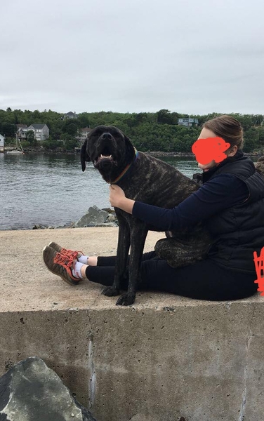 Why do people continue to get get certain breed of dogs?