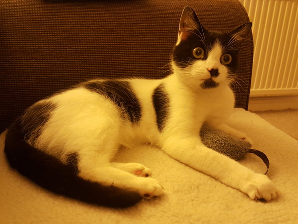 New cat/mistress arrived this evening ...