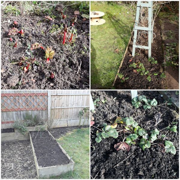 Allotment/Veg patch thread 11 'We bid  farewell to rainbow leaves but will keep plotting along'