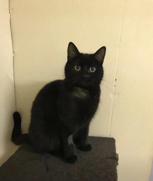 What do I need for new Cat?