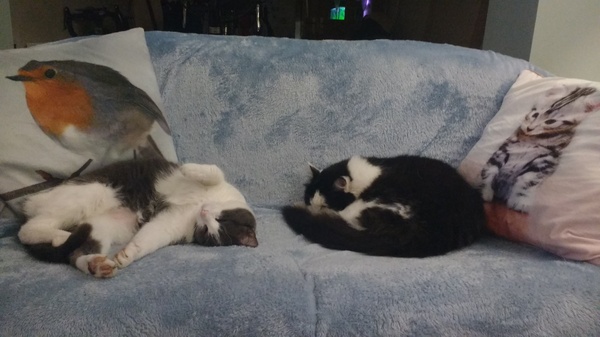 What's your DCat up to today? Episode 6, Return of the... Cats?
