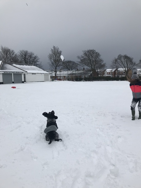 Anyone else's dogs going stir crazy?