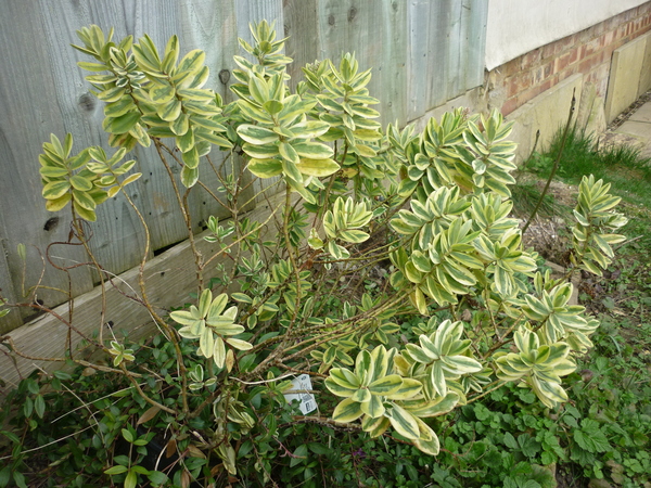 Can these 2 plants be rescued? (hebe & lavender)