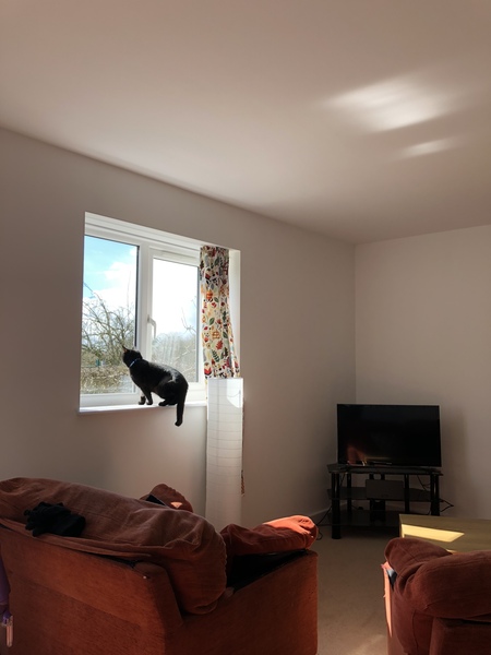 What's your DCat up to today? Episode 6, Return of the... Cats?