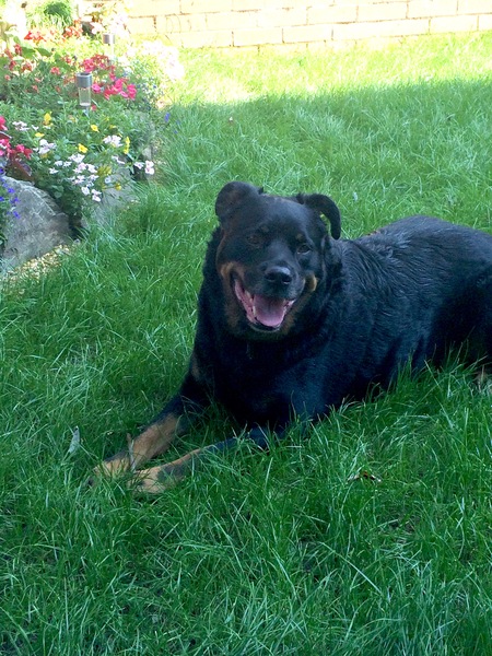 Why do people continue to get get certain breed of dogs?