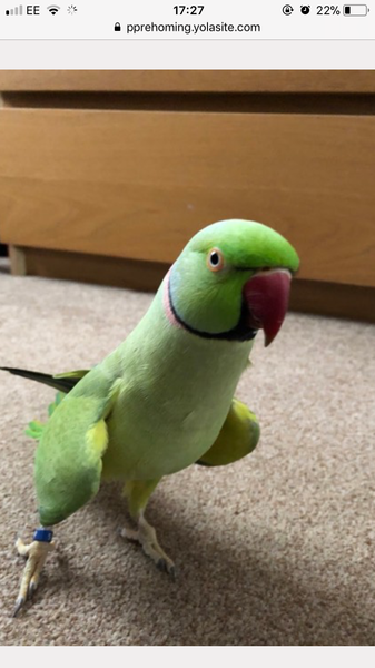 ...to have fallen in love with parakeets