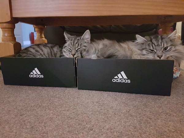 Our first cat joins us next week!
