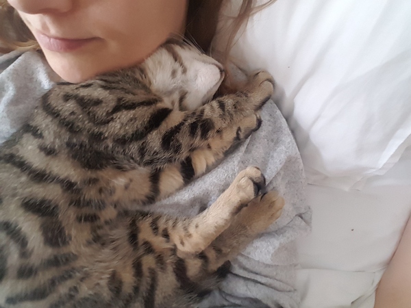 Cats and (lack of) personal space.