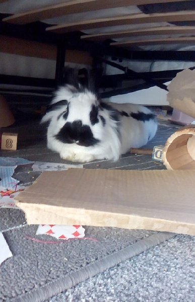 Brought my bunnies in