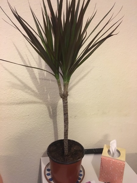 What plant is this?