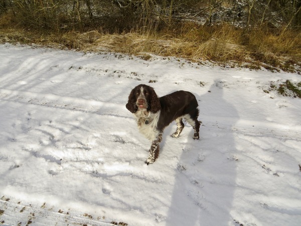 Anyone else's dogs going stir crazy?