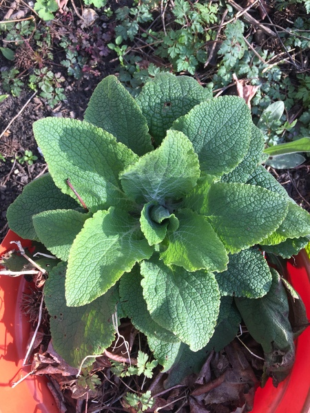 Weeds or not? Plant ID please!