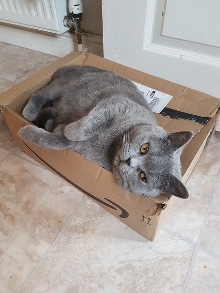To not let my stupid cats freeze to death (lighthearted)