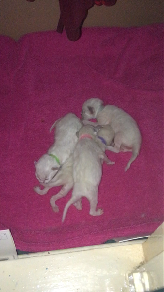 We have kittens!