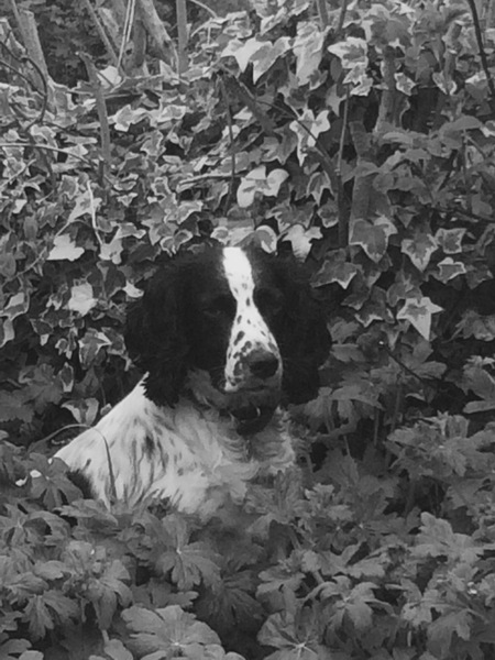Is it possible to get a puppy quickly.....for the right reasons!