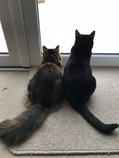 Cat needs to lose weight . Help!