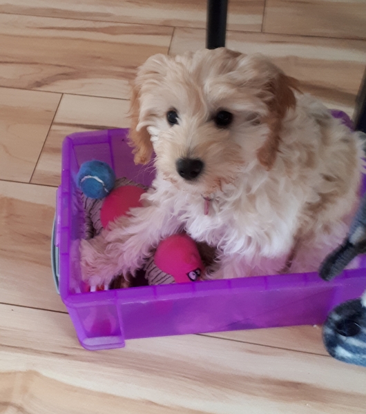 Puppy Survival Thread Part 6