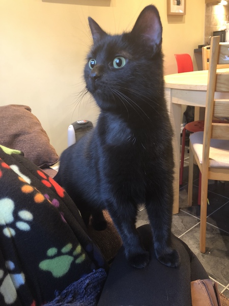 What's your DCat up to today? Episode 6, Return of the... Cats?