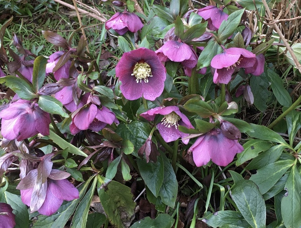 The first rule of potting shed is YOU ALWAYS talk about potting shed. The thread continues.