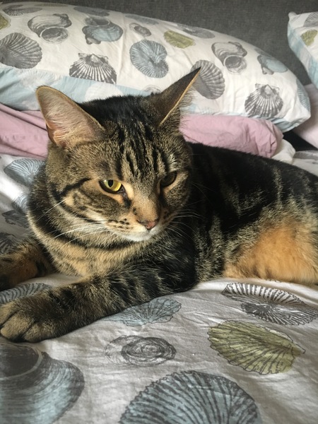 What's your DCat up to today? Episode 6, Return of the... Cats?