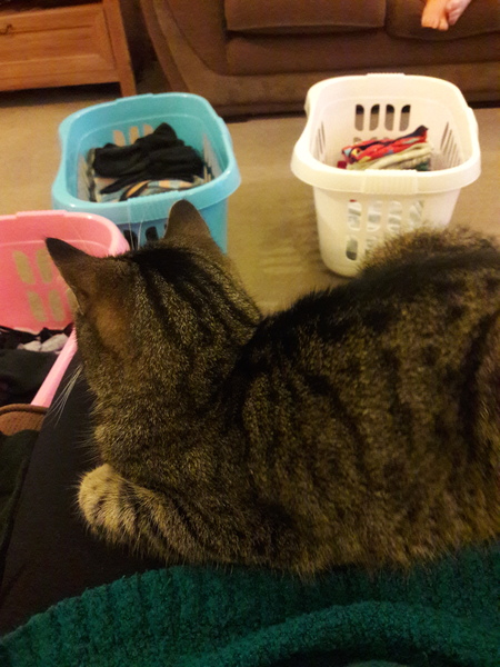 First time she's sat on my lap!