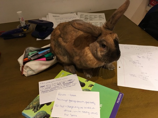 GCSEs 2018 (5 & a puppy, but no kittens)