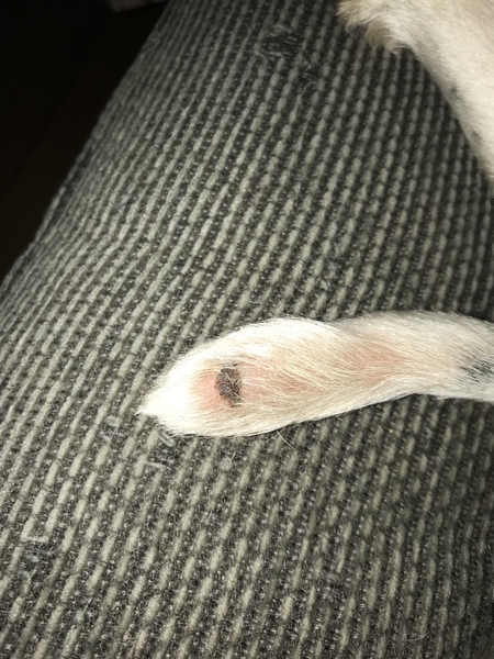 Tail docking?