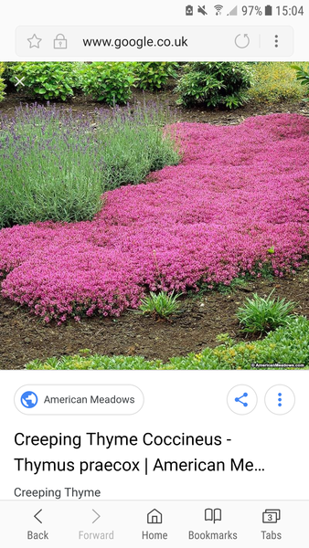 Ground cover for shaded, damp, thin soil area?