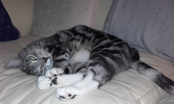 New cat/mistress arrived this evening ...