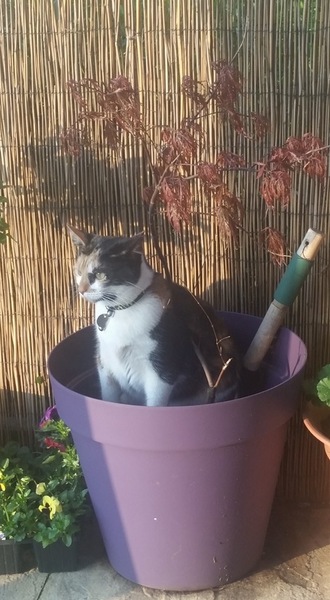 To not let my stupid cats freeze to death (lighthearted)