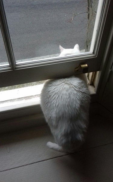 What's your DCat up to today? Episode 6, Return of the... Cats?