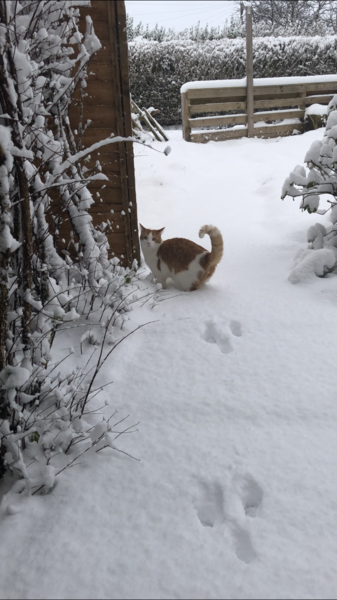 To not let my stupid cats freeze to death (lighthearted)
