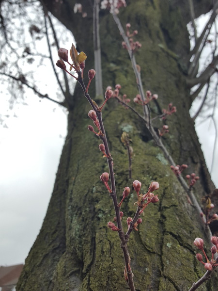 Council cutting trees down - say they are diseased - how can I tell?