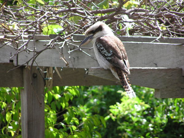 Which birds visit your garden?