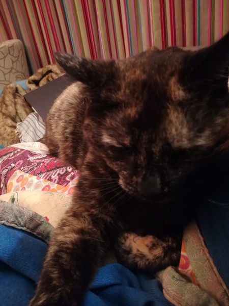 Our cat has been unnamed for a month