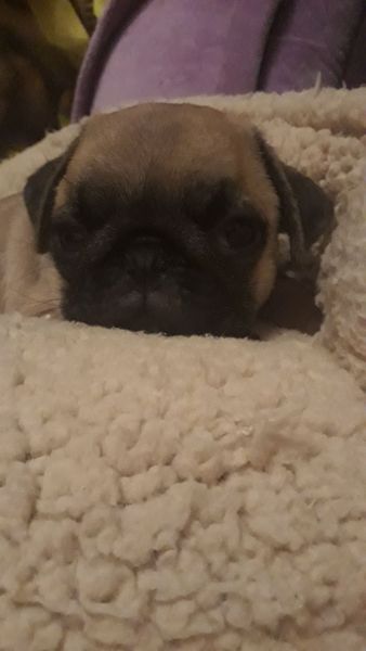 Pugs