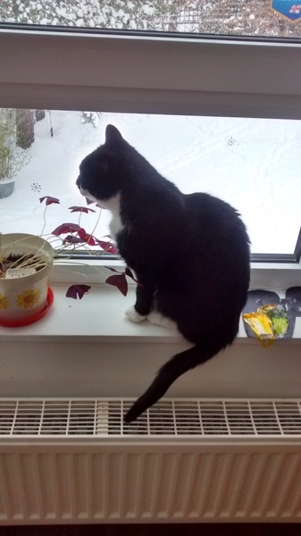 To not let my stupid cats freeze to death (lighthearted)
