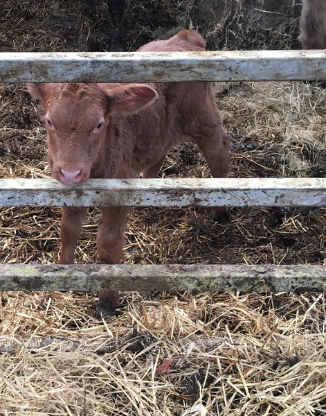 Fucking shitty tearoom job, lambing time and my mums new hip!
